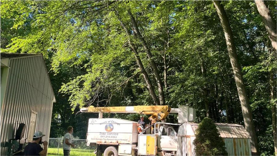 Tree Trimming & Pruning 2