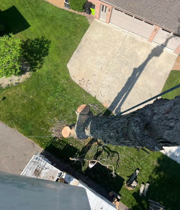 Tree Trimming & Pruning